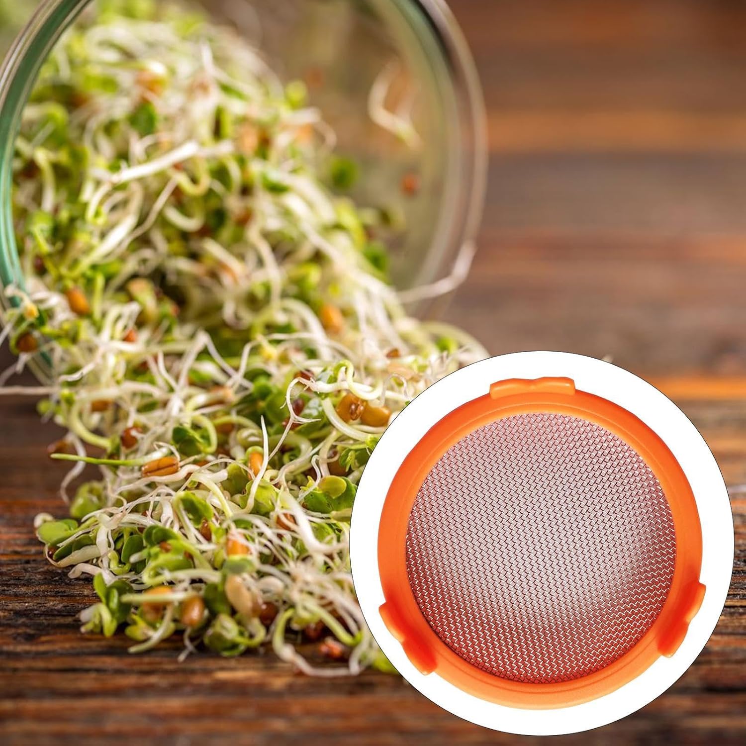 Sprouting Jar Strainer Lid - Easy Bean Sprout and Microgreen Growing