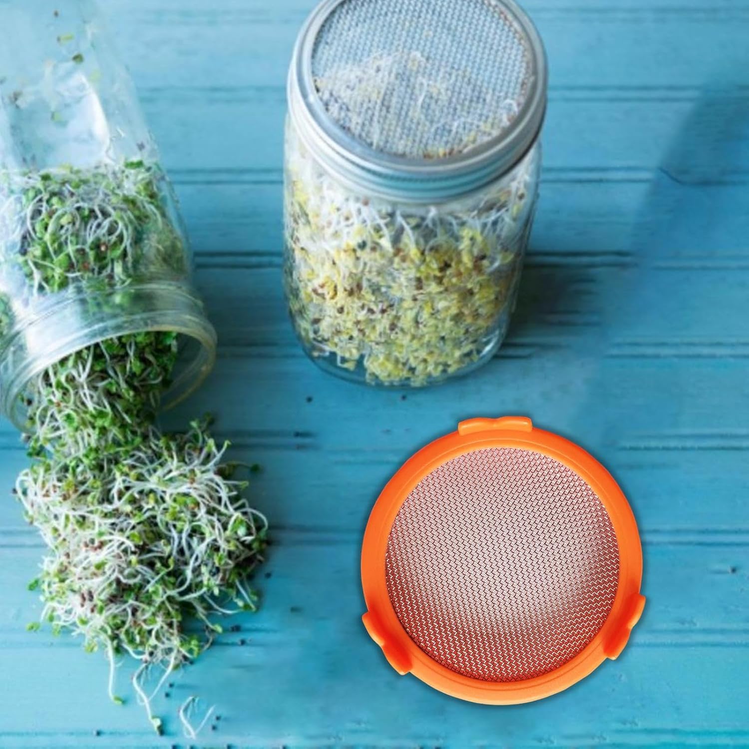 Sprouting Jar Strainer Lid - Easy Bean Sprout and Microgreen Growing
